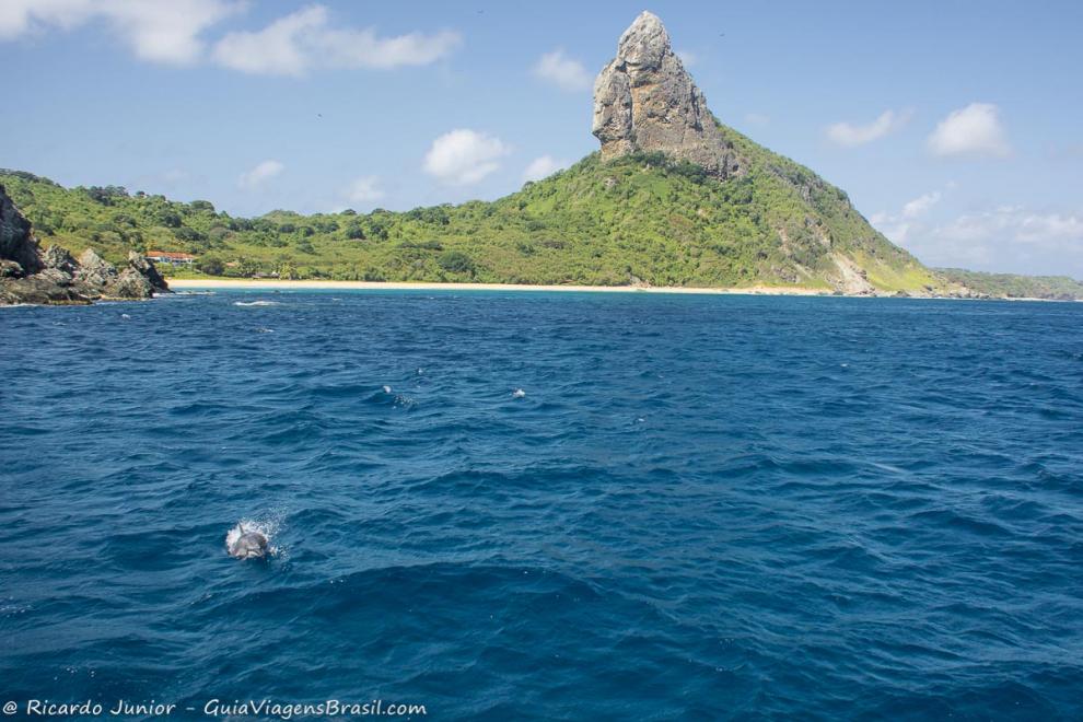 Imagem de um mar azul estonteante com golfinho.